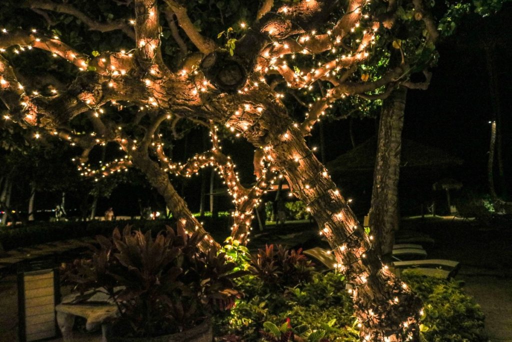 Lighting up a Garden for Christmas