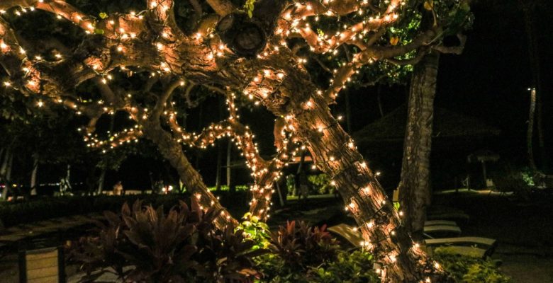 Lighting up a Garden for Christmas